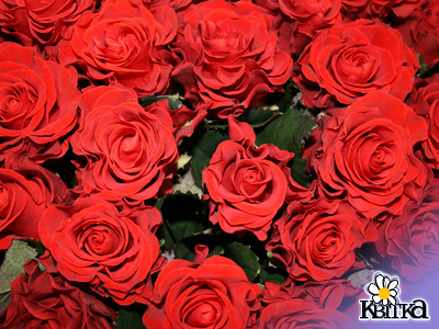Цветочная композиция 51 роза.Роскошный поздравительный букет из 51 красной розы препрекрасно подойдет для поздравления с Днем рождения, Днем Святого Валентина, юбилеем, для признания в любви. Высота букета 70 см - 80 см.